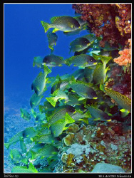 Blackspotted sweetlips (Plectorhinchus gaterinus). Canon ... by Bea & Stef Primatesta 